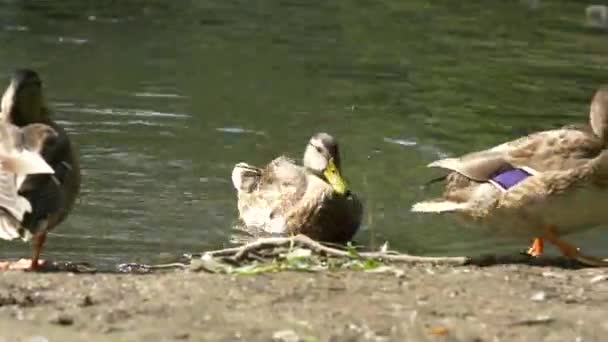 野鸭在高山湖上游泳 鸭在池塘里 — 图库视频影像