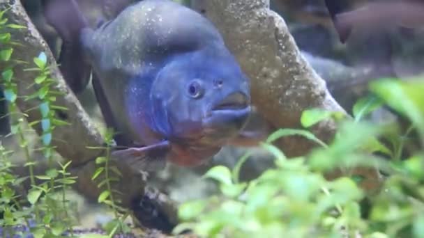 Κοντινό Πλάνο Ψαριών Ενυδρείου Μπλε Discus Ψάρια Στο Ενυδρείο — Αρχείο Βίντεο