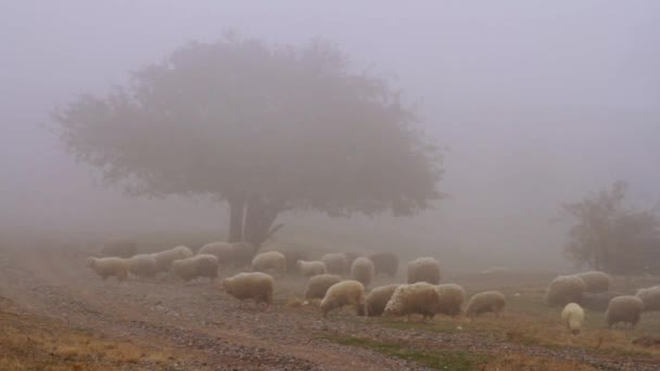 Weidende Schafherden Auf Trockener Herbstlicher Weide Auf Dem Gipfel Der — Stockvideo