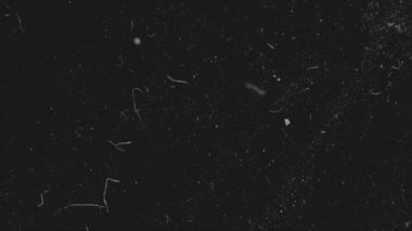 Karanlık arka planda gerçekçi toz parçacıkları. Soyut animasyon. Siyah arkaplanda beyaz ve parlak toz parçacıkları soyut.