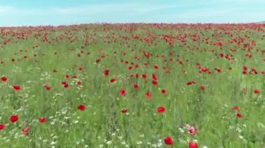 Kırmızı poppies, havadan görünümü bir alanın üzerinde sakin bir uçuş. Vurdu. Kırmızı haşhaş alanının havadan görünümü.