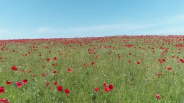 Kırmızı poppies, havadan görünümü bir alanın üzerinde sakin bir uçuş. Vurdu. Kırmızı haşhaş alanının havadan görünümü.
