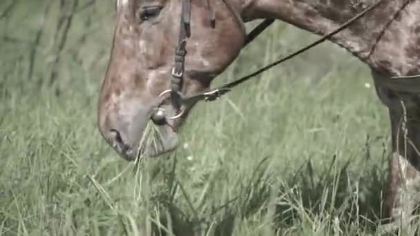 Koń Żucia Trawy Tle Przyrody Szczelnie Góry Głowa Koń Jedzący — Wideo stockowe