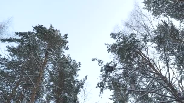 서리가 풍경입니다 겨울도로 소나무 숲입니다 나무가 파노라마 — 비디오