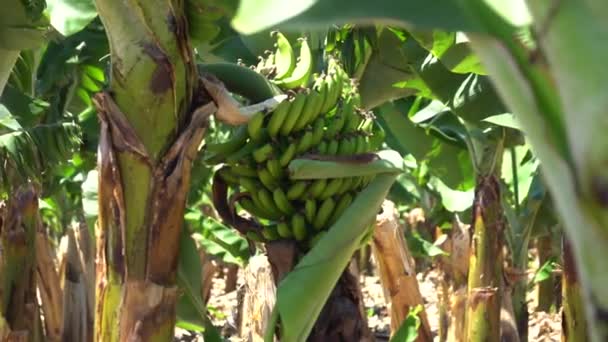 Banán Ültetvény Banán Banán Virág Fák — Stock videók