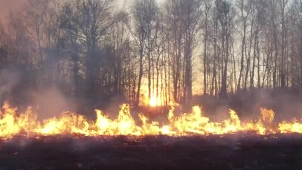 Polu Paląc Suchą Trawę Nagranie Palenie Słomy Boisku Ogień Palenie — Wideo stockowe