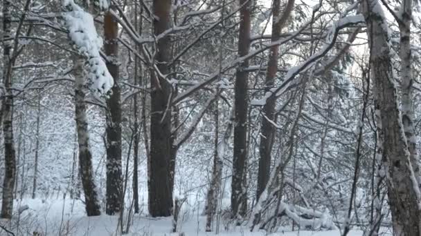 Frostigt Vinterlandskap Snöig Skog Vinterväg Skog Med Tallar Panorama Över — Stockvideo