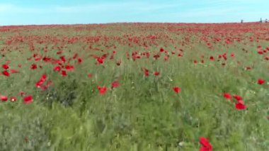 Kırmızı poppies, havadan görünümü bir alanın üzerinde sakin bir uçuş. Vurdu. Kırmızı haşhaş alanının havadan görünümü.