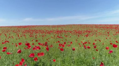 Kırmızı poppies, havadan görünümü bir alanın üzerinde sakin bir uçuş. Vurdu. Kırmızı haşhaş alanının havadan görünümü.