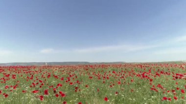 Kırmızı poppies, havadan görünümü bir alanın üzerinde sakin bir uçuş. Vurdu. Kırmızı haşhaş alanının havadan görünümü.