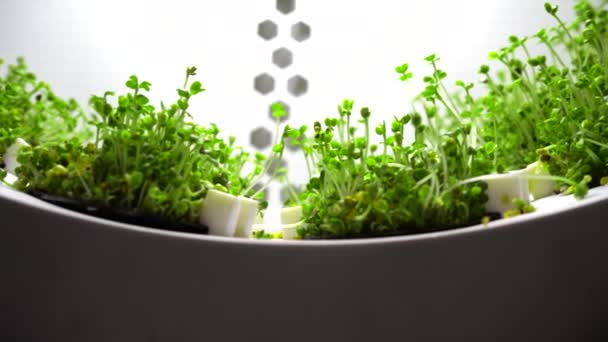 Brotos Frescos Micro Verdes Mídia Germinação Sementes Casa Conceito Alimentação — Vídeo de Stock