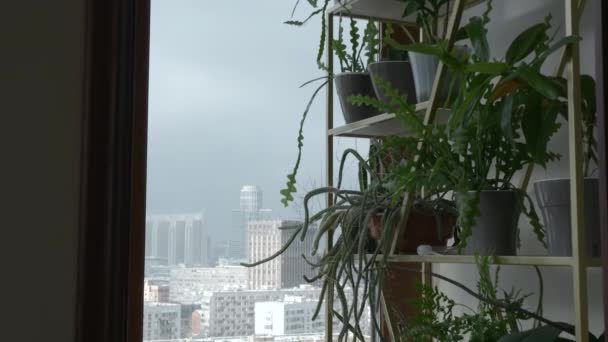 Pencerenin Yanındaki Raflardaki Birçok Bitkiyi Kapatın Yaratıcı Dekorasyonu Konsepti — Stok video