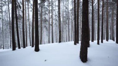 Kış günü ağaç gövdeleri ile ormandaki manzara çok güzel. Medya. Yağan karlı kış ormanı manzarası. Kar yağışı sırasında ormandaki güzel manzara. 
