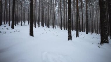 Vahşi kış ormanının güzel manzarası. Medya. Kış günü vahşi ormanda güzel bir yürüyüş. Güzel kış ormanı manzaralı kamera hareketi. 