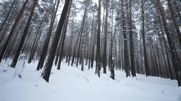 Schöne Aussicht Auf Wald Und Baumwipfel Winter Medien Winterwald Mit — Stockvideo