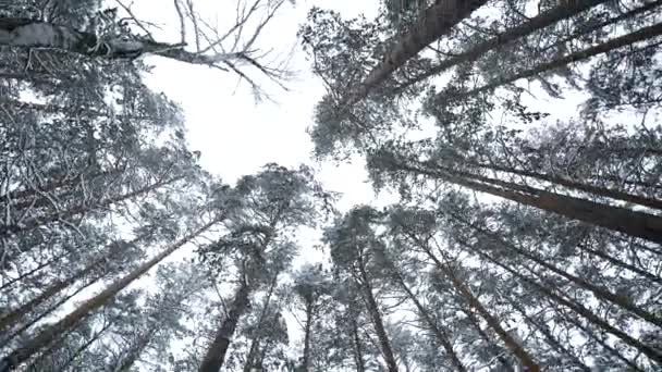 Schwindelerregender Blick Auf Die Winterbäume Medien Schöne Aussicht Von Unten — Stockvideo