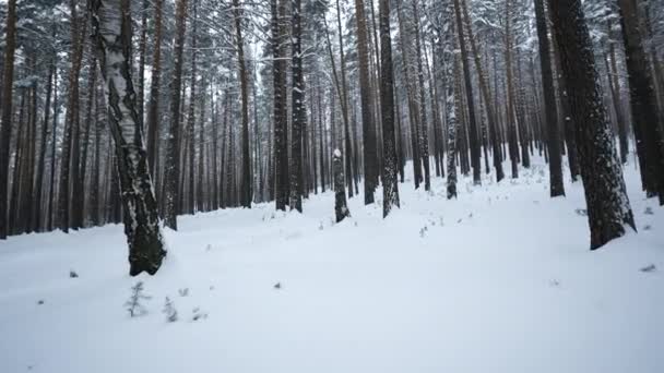 View Winter Forest Camera Turns Media Cameras View You Winter — Stock Video