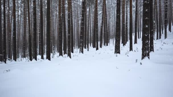 Hermosa Vista Bosque Con Troncos Árboles Día Invierno Medios Vista — Vídeos de Stock