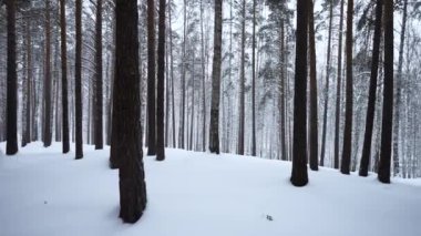 Soğuk kış gününde, karlı, beyaz ormanlı güzel bir manzara. Medya. İnanılmaz çam manzaralı park ormanı