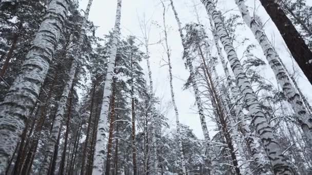 Śnieżny Magiczny Cichy Las Zimie Media Piękny Mroźny Poranek Brzozy — Wideo stockowe