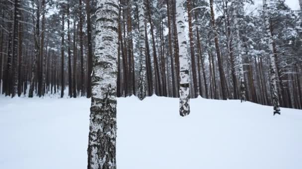 Снежный Волшебный Тихий Лес Зимой Сми Прекрасное Морозное Утро Березы — стоковое видео