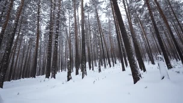 Indah Pemandangan Hutan Dan Puncak Pohon Musim Dingin Media Hutan — Stok Video
