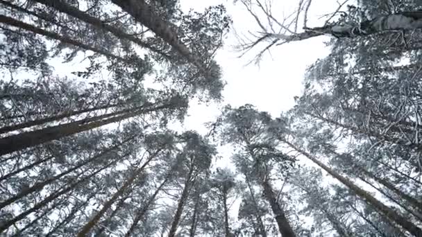 Καταπληκτική Θέα Των Χειμερινών Δέντρων Μέσα Ενημέρωσης Όμορφη Θέα Από — Αρχείο Βίντεο