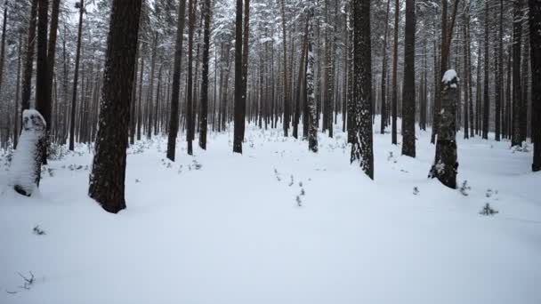 Krásný Ponor Zimního Lesa Média Video Procházka Klidném Zimním Lese — Stock video