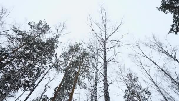 Kmeny Vrcholky Vysokých Borovic Zimním Zasněženém Lese Proti Zatažené Obloze — Stock video