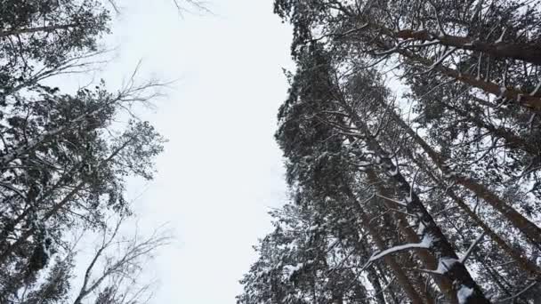 Bomen Stammen Bedekt Met Sneeuw Ijs Uitzicht Bodem Media Prachtige — Stockvideo