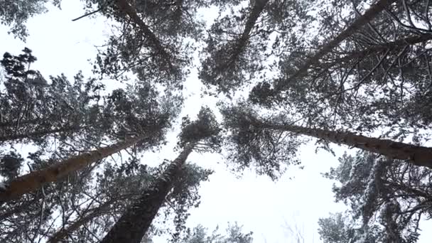 Bäume Und Stämme Mit Schnee Und Eis Bedeckt Blick Von — Stockvideo