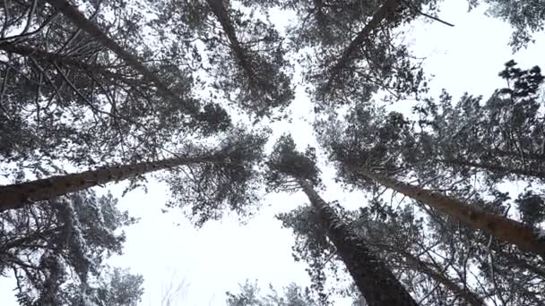 Schwindelerregender Blick Auf Die Winterbäume Medien Schöne Aussicht Von Unten — Stockvideo