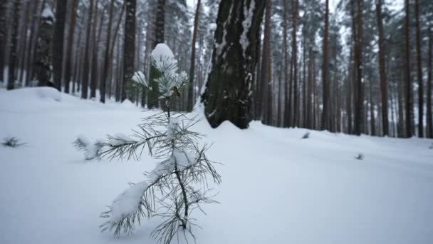 在冬天的森林里生长着一棵小冷杉 冬季野生森林中生长的小冷杉的特写 荒凉的小枞树生长在荒芜的冬季森林里 高质量的4K镜头 — 图库视频影像