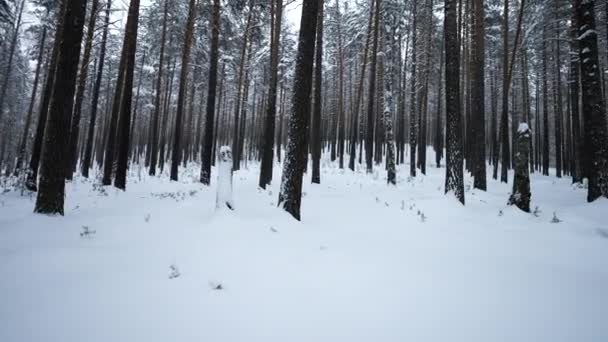 Widok Zimowego Lasu Zakrętami Kamery Media Kamery Oglądają Wokół Ciebie — Wideo stockowe