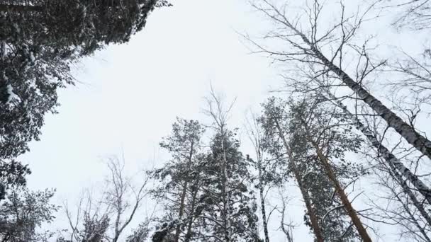Стовбури Вершини Високих Сосен Зимовому Сніжному Лісі Проти Хмарного Неба — стокове відео