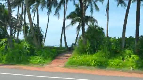 Дорога Южный Остров Пальмами Начали Пейзаж Побережья Пальмами Езды Велосипеде — стоковое видео