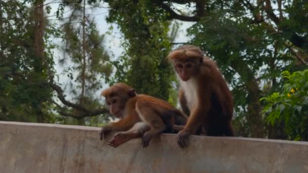 Tropikal Parktaki Güzel Kırmızı Maymunlar Başla Vahşi Maymunlar Ormanda Yürüyüş — Stok video