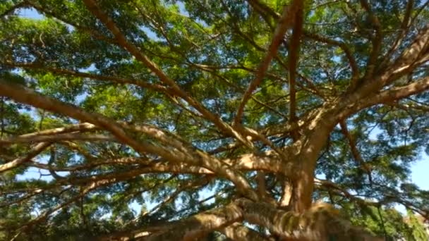 Sono Sacco Rami Albero Nel Parco Azione Alberi Tropicali Nel — Video Stock