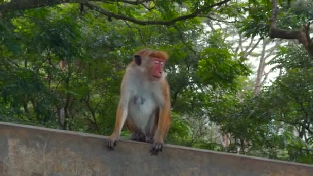Belos Macacos Vermelhos Parque Tropical Acção Macacos Selvagens Trilhas Caminhada — Vídeo de Stock