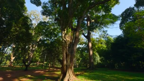 Bellissimi Alberi Nel Parco Tropicale Nella Giornata Sole Azione Tronchi — Video Stock