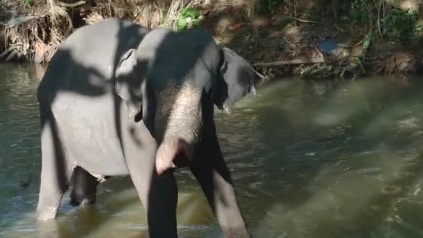 Kleiner Elefant Fluss Handeln Elefantenbaby Spielt Fluss Dschungel Kleiner Elefant — Stockvideo