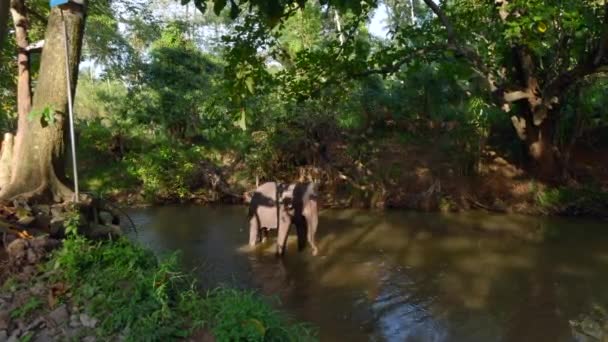 Kleiner Elefant Fluss Handeln Elefantenbaby Spielt Fluss Dschungel Kleiner Elefant — Stockvideo