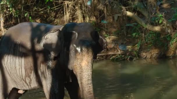 Słoń Pływa Rzece Dżungli Akcja Mały Słoń Spryskuje Się Wodą — Wideo stockowe