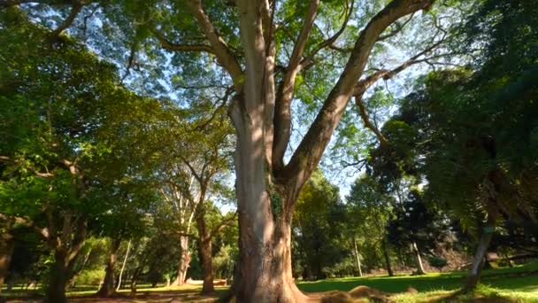 Gyönyörű Fák Parkban Napsütéses Nyári Napon Felvétel Gyönyörű Nyugtató Táj — Stock videók