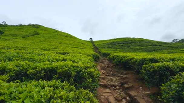 茶园上美丽的小径 绿树成荫 绿茶丛中的肮脏小径 在茶园的梯田上散步很美 — 图库视频影像