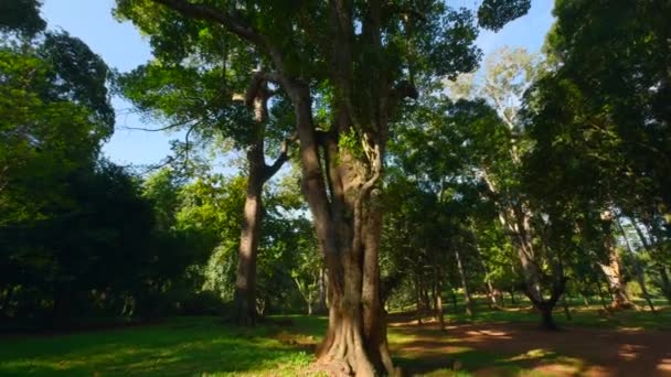 Bellissimi Alberi Nel Parco Tropicale Nella Giornata Sole Azione Tronchi — Video Stock
