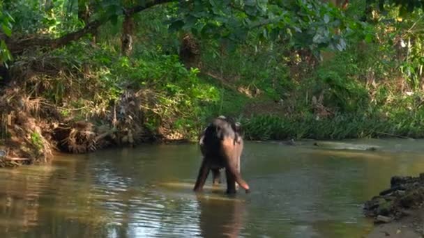 Piękna Zabawna Kąpiel Słonia Rzece Akcja Tropikalny Zielony Las Brudna — Wideo stockowe