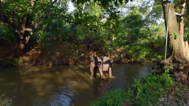 Belo Elefante Brincalhão Tomando Banho Rio Acção Floresta Tropical Verde — Vídeo de Stock