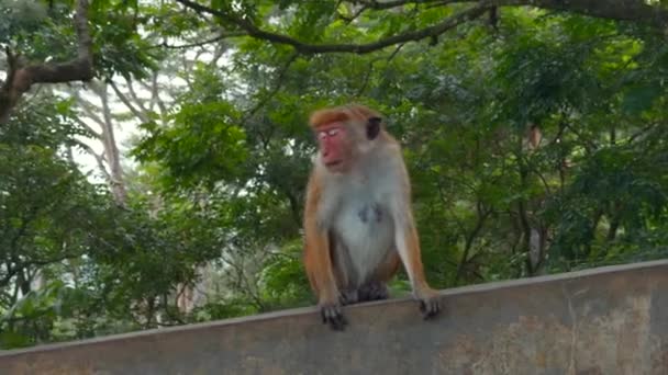 Macaco Selvagem Uma Parede Pedra Nepal Kathmandu Ásia Acção Animais — Vídeo de Stock