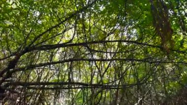 Büyük ağaçlar ve yeşil taçlarla tropikal bir ormanda ilerliyorlar. Başla. Yeşil yapraklı dalların alçak açılı görüntüsü